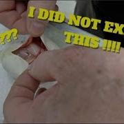 I Did Not Expect This Ball Python Egg Cutting Surprise