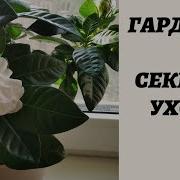 Гардения Уход в домашних условиях