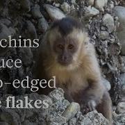 Monkeys Can Make Stone Tools Too