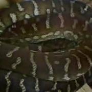 Bredli And Coastal Carpet Pythons MP4