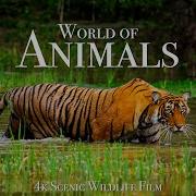 Animal World 4K Scenic Wildlife Film With Calming Music