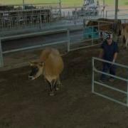 Natural Behavior In Dairy Cattle