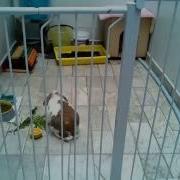 Bunny Timelapse Raspivid Avconv Ffmpeg Test 01