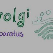 The Golgi Apparatus The Sorter Cell Biology And Histology