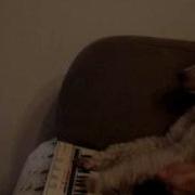 KeyBoard Dog