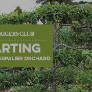 Starting Your Own Espalier Orchard