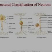 Chapter 12 Nervous Tissue