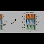 Animated Reaction Diffusion Patterns Chlamydomonas Ciliary Waves