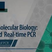 Basic Molecular Biology PCR And Real Time PCR Principle Of PCR