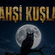 VAHŞİ KUŞLAR Gökyüzünün Hükümdarları Tam Doğa Belgeseli
