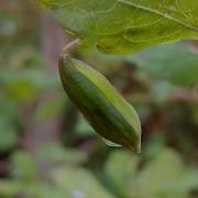 Exploding Seed Pod Slow Motion