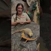 This Is How Bearded Dragons Show Their Dominance