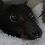 Gentle Sweetheart Knows We Are Here To Help