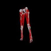 Motion Capture And Dynamic Analysis Of Human Movement Walk Opensim
