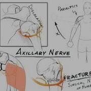 The Brachial Plexus II Animated Review HD