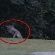 Top 10 Mythical Creatures Caught On Camera