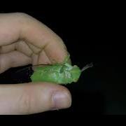 Green Cicada Screaming Credit Insecthaus Tv