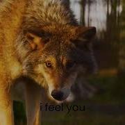 I Feel You Schiller Lyrics Video