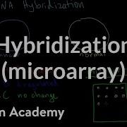 Hybridization Microarray Biomolecules MCAT Khan Academy