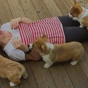 20 Minutes Of Adorable Puppies