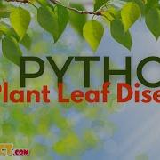 Python Image Processing Project Plant Leaf Diseases ClickMyProject