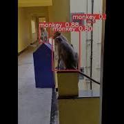 Monkey Detection Using Yolov9