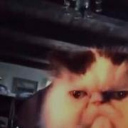 Diabetes Cat