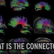 What Is The Connectome Mapping Neurons In The Brain World Science Festival