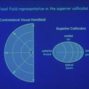 10 The Neural Control Of Visually Guided Eye Movements 1