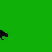 BLACK CAT WALK JUMP GREEN SCREEN
