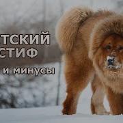 ТИБЕТСКИЙ МАСТИФ Плюсы и минусы породы Tibetan Mastiff