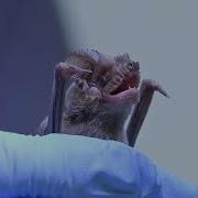 Hundreds Of Bats Rescued During Freeze To Be Released Into The Wild
