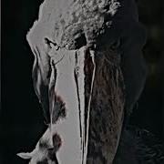 H6itam FUNK OSCURO SUPERSLOWED
