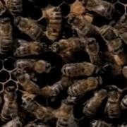 Killer Bees National Geographic