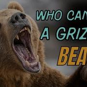 6 Animals That Could Defeat A Grizzly Bear You Won T Believe Number 1
