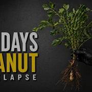Growing Peanut Plant 90 Days Time Lapse Seed To Peanut Full