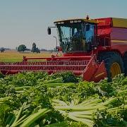 How American Farmers Harvest 1 6 Billion Pounds Of Celery By Machine Farming Documentary