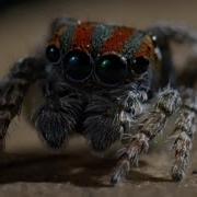 Лучшие моменты с пауками Топ 5 BBC Earth