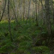 Дикое Полесье Украины Неизведанная Украина