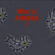 What Is Amoeba