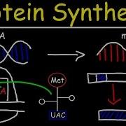 Transcription And Translation Protein Synthesis From DNA Biology