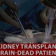 Pig S Kidney Successfully Transplanted Into Brain Dead Patient