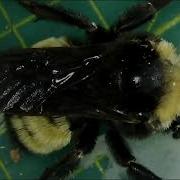 A Bumblebee Under The Microscope Dose Of Science