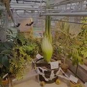 Morphy The Corpse Flower Blooms