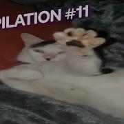 MEME COMPILATION 11 FUNNY RANDOM MEME COLLECTION WEBM