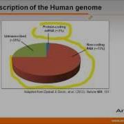 Long Non Coding RNAs In Development Disease Progression