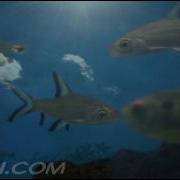 SkyFish 720p HD Time Lapse Clouds And Fish