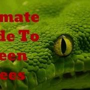 Learn How To Take Care Of Green Tree Pythons