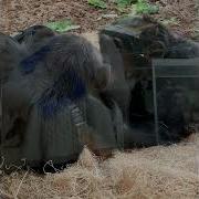 How To Collect Observational Animal Behavior Data Using The Scan Sampling Method