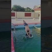 Diving Through Ring Can You Do This Swimming Dive Fitness Shorts